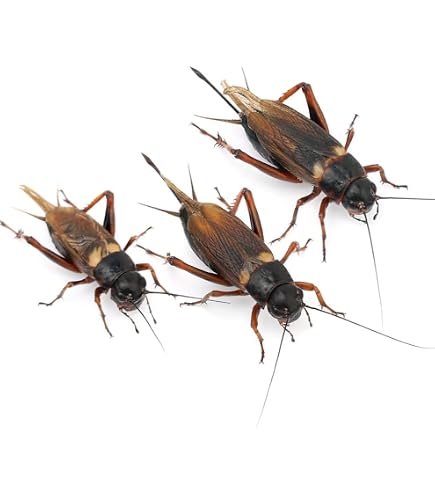 Amazon | (生き餌)クロコオロギ（フタホシコオロギ） Lサイズ (約2.5cm